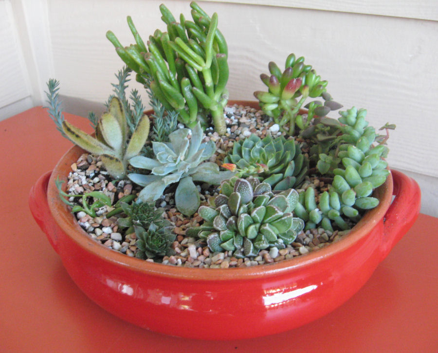 Succulent dish garden in a decorative container